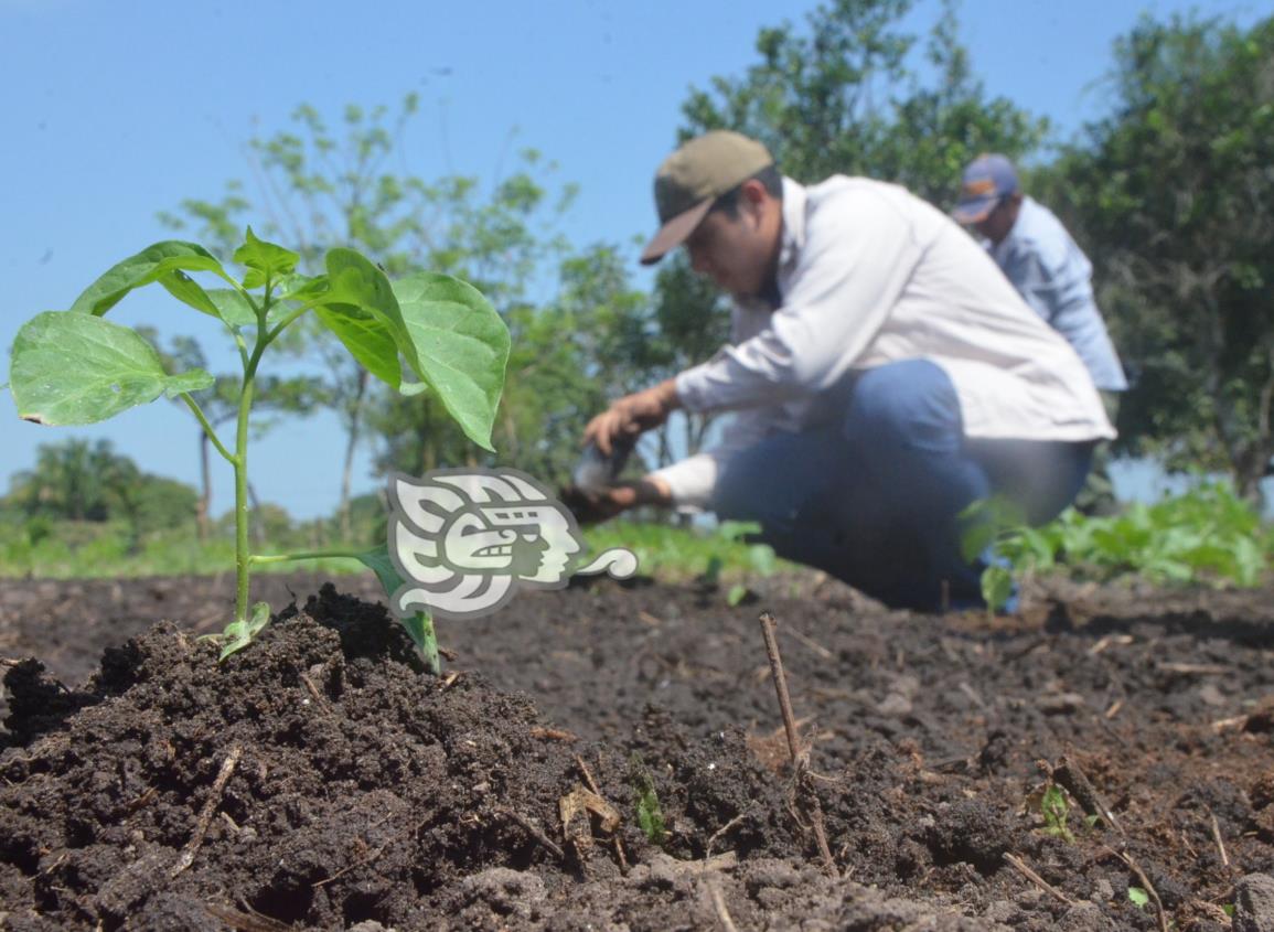 Planean construir un vivero para reforestar Las Choapas