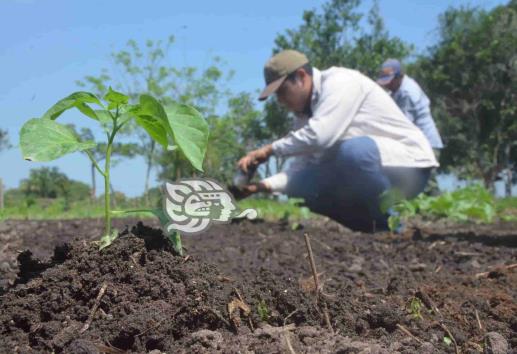 Planean construir un vivero para reforestar Las Choapas