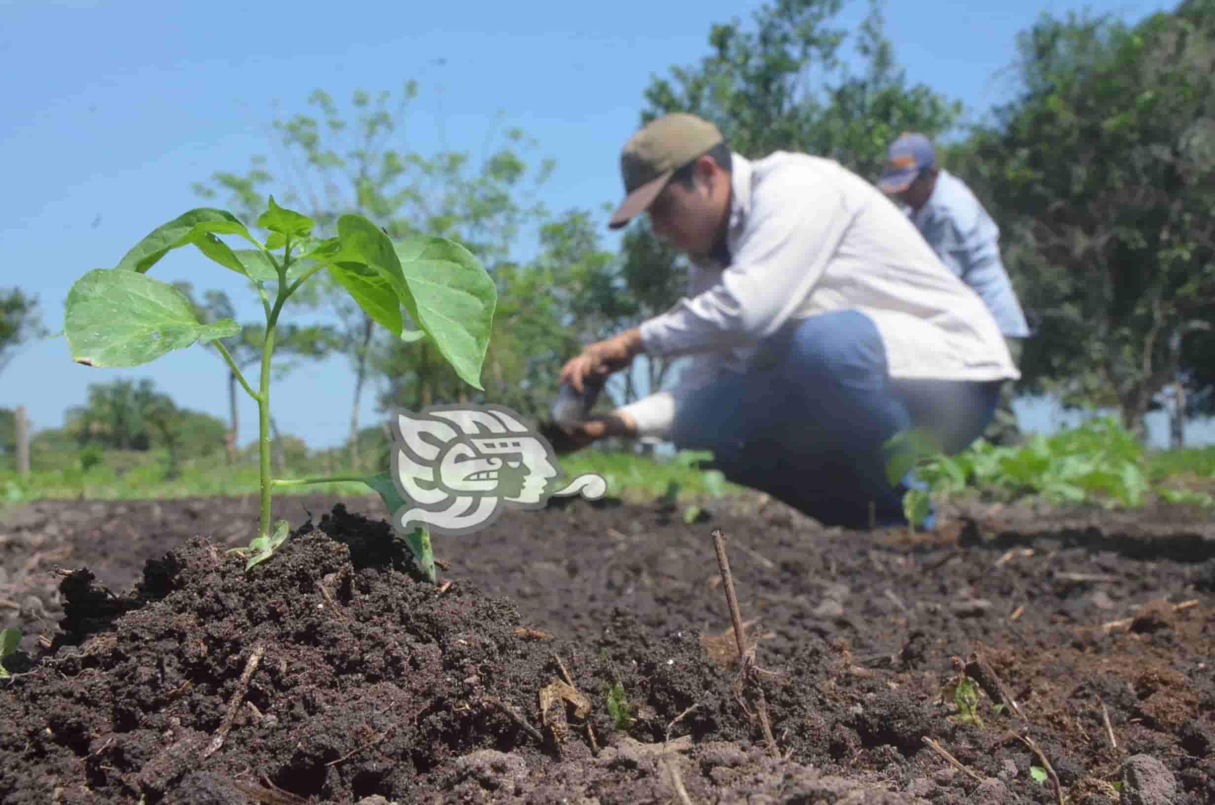 Planean construir un vivero para reforestar Las Choapas