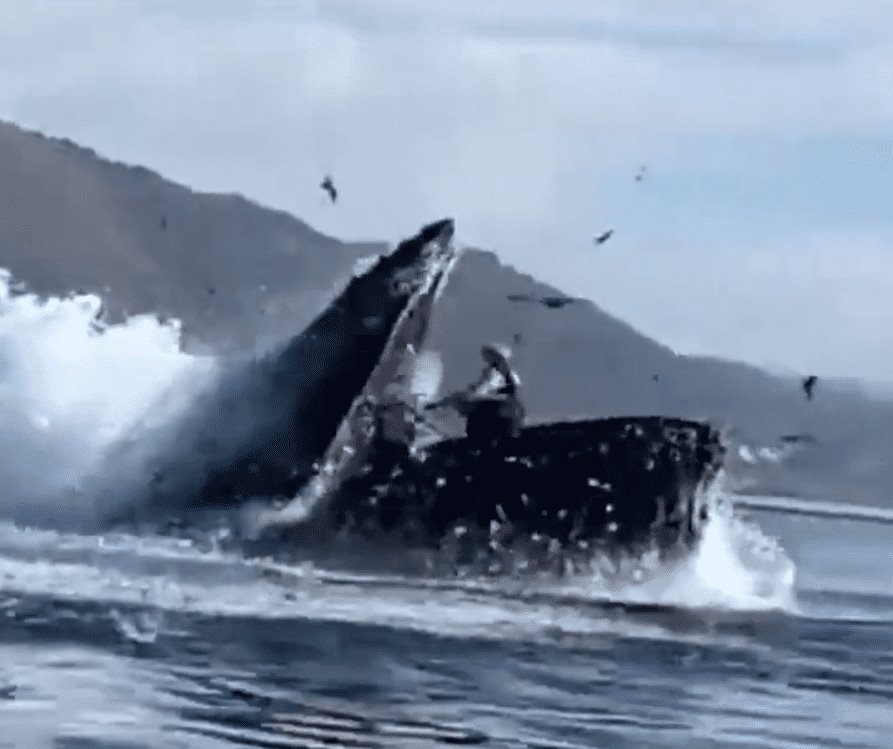 Mujeres estuvieron a punto de ser tragadas por una ballena en California (+Video)