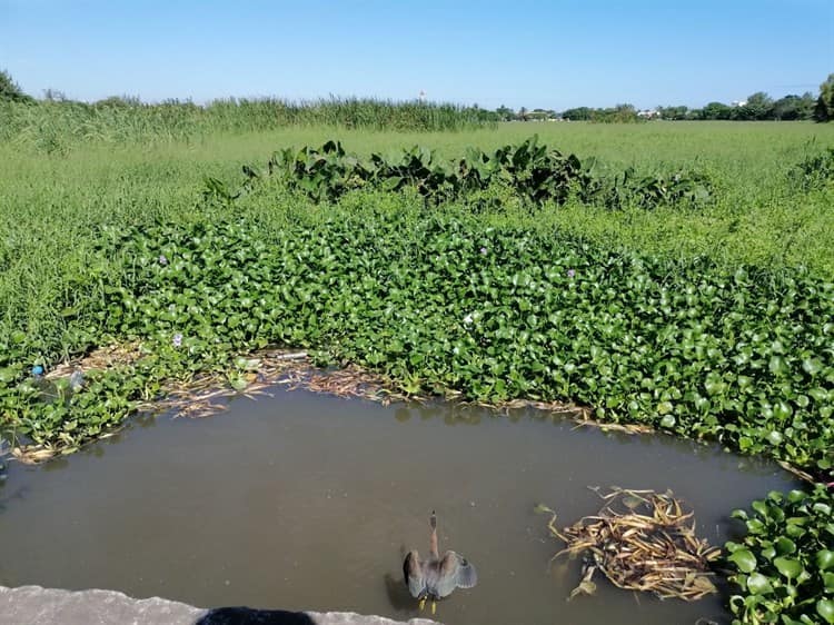 En Veracruz, rehabilitación de laguna de lagartos será en 2023: Sedema