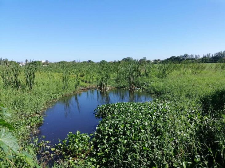 En Veracruz, rehabilitación de laguna de lagartos será en 2023: Sedema