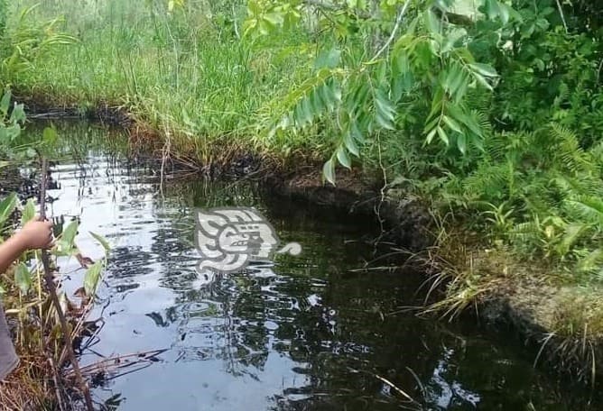 Pobladores temen perdida de sus animales por arroyo contaminado