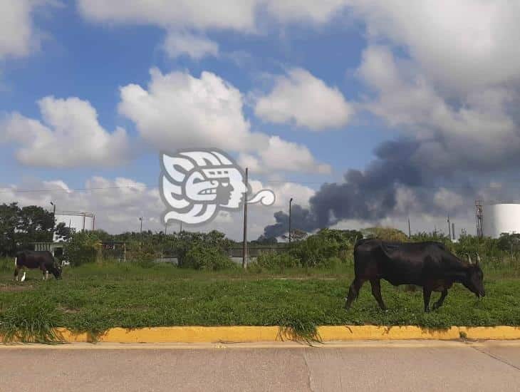 En Coatzacoalcos malbaratan el ganado