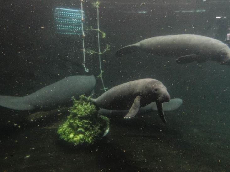 Se registran nuevos avistamientos de manatíes en el Sistema Lagunar de Alvarado