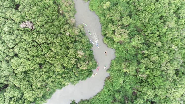 Se registran nuevos avistamientos de manatíes en el Sistema Lagunar de Alvarado