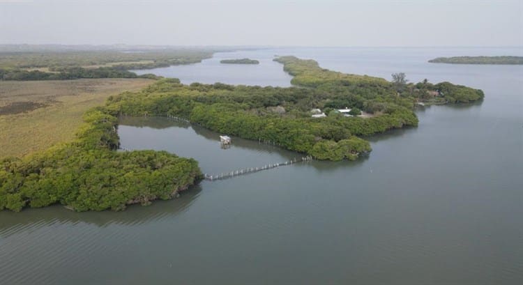 Se registran nuevos avistamientos de manatíes en el Sistema Lagunar de Alvarado