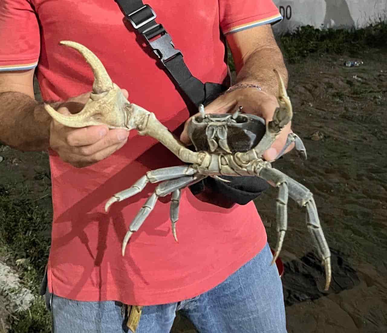 Más de 16 mil cangrejos azules fueron rescatados en Alvarado