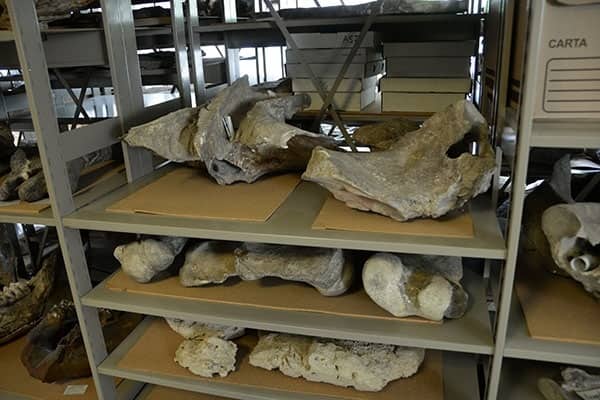 Bebé mamut de Canadá, clave para reconstruir parte de historia en la Tierra