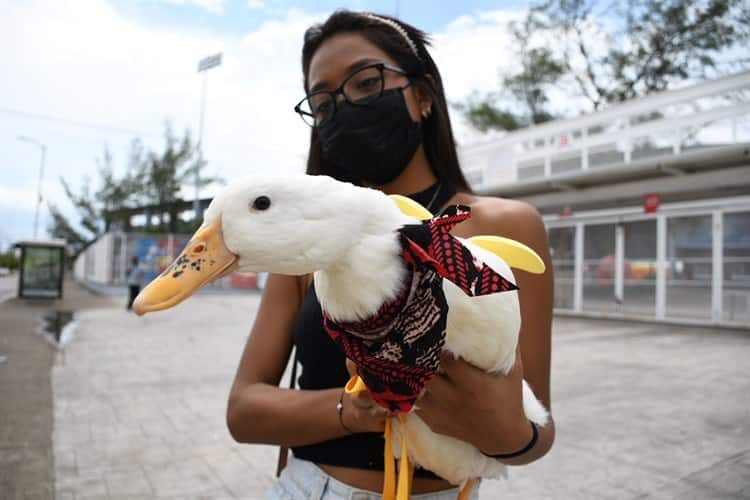 Video: Lucas, el patito veracruzano que se volvió viral por ir al beisbol