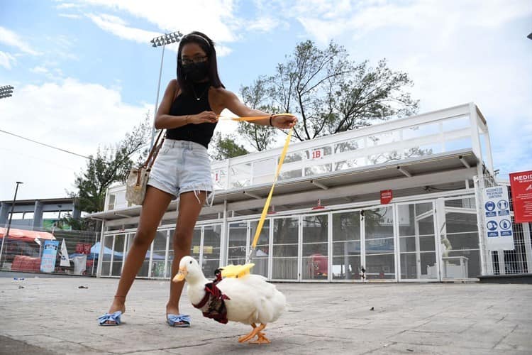 Video: Lucas, el patito veracruzano que se volvió viral por ir al beisbol