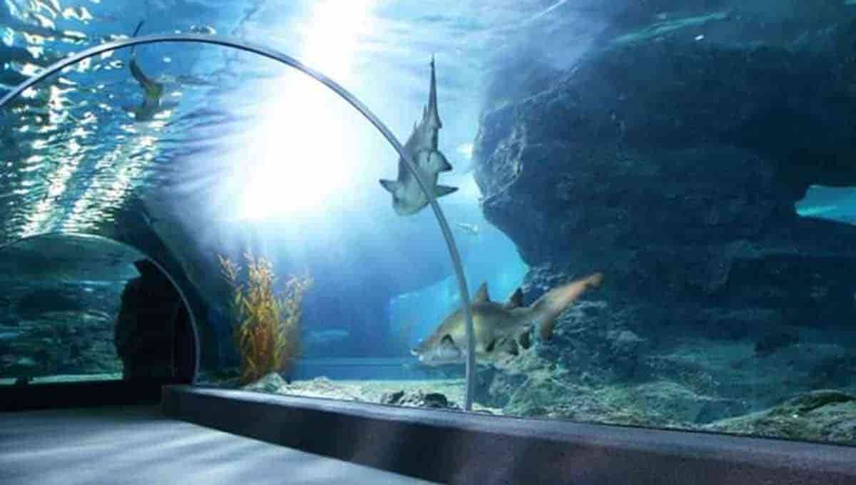 Con influencers y youtubers buscarán promocionar nueva imagen de Aquarium de Veracruz