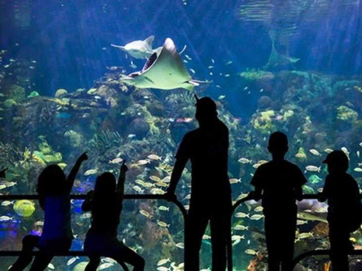 Se invertirán 28 millones de pesos en equipo para el Aquarium de Veracruz: PMA