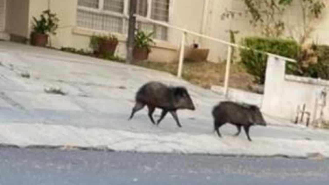 Pareja de jabalíes son captados caminando por calles de Nuevo León(+video)