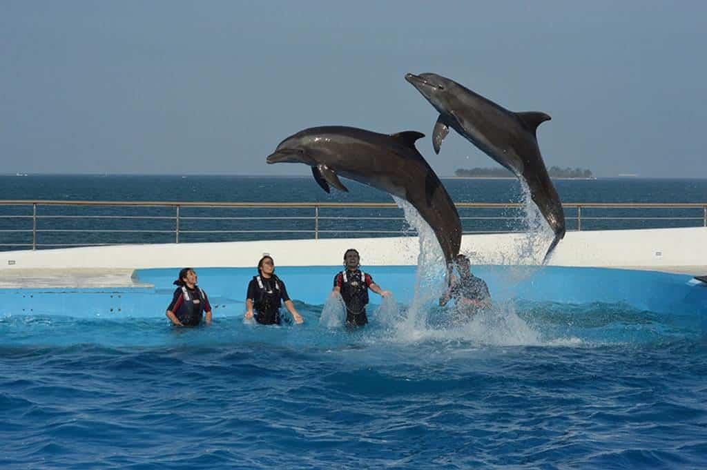 Sin show de delfines, así reciben a turistas en el Aquarium de Veracruz