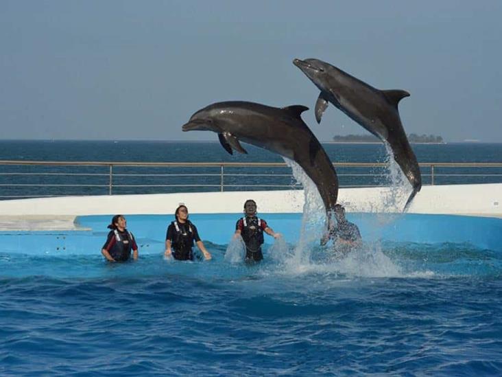 Sin show de delfines, así reciben a turistas en el Aquarium de Veracruz