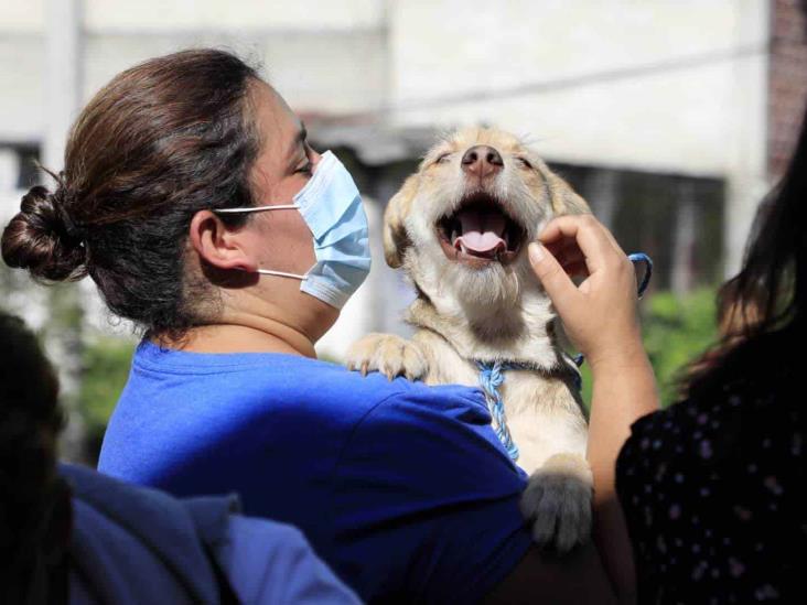 En esta colonia de Xalapa habrá jornada de esterilización animal