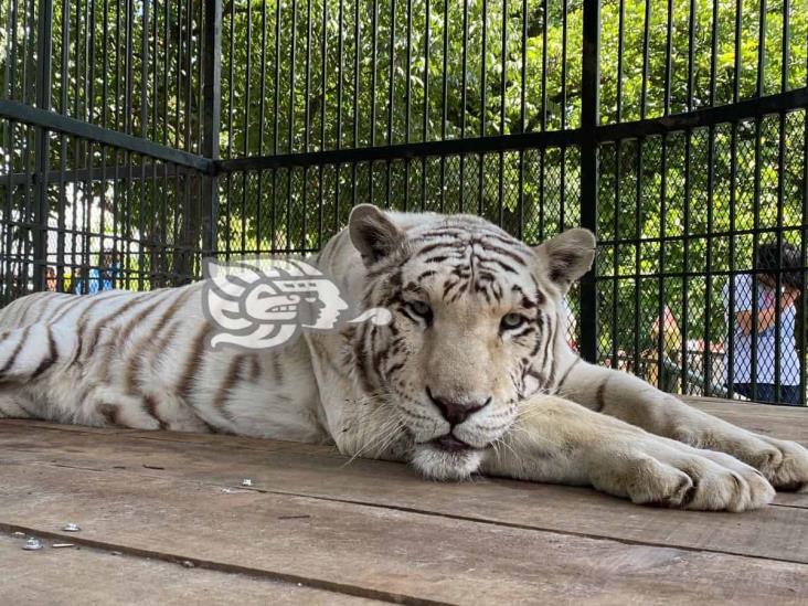 Tigre blanco llega desde santuario Black Jaguar a reserva de Orizaba