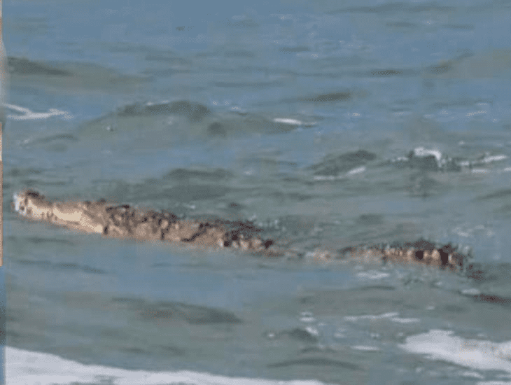 Buzo es atacado por cocodrilo cuando realizaba pesca de pulpo en Tecolutla, Veracruz