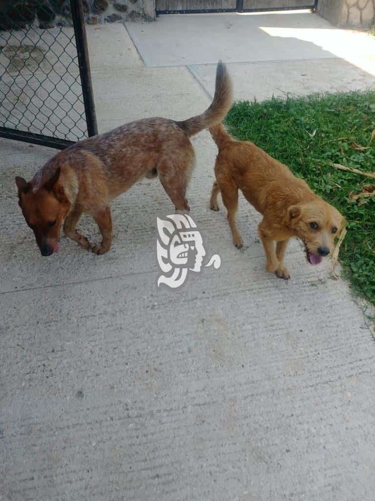 Asociación PATAS aplicará vacunas antirrábica a perritos de la calle en Veracruz