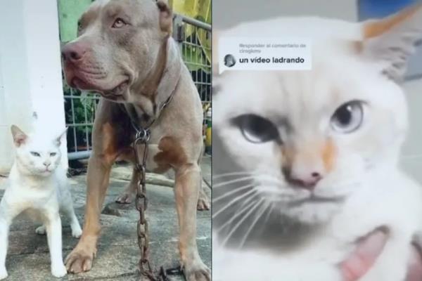 Gatito se hace viral por comportarse como un pitbull