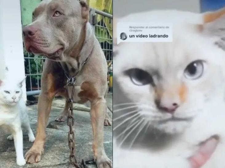 Gatito se hace viral por comportarse como un pitbull