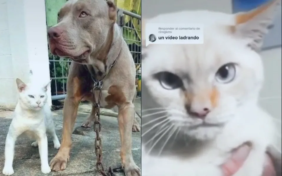 Gatito se hace viral por comportarse como un pitbull