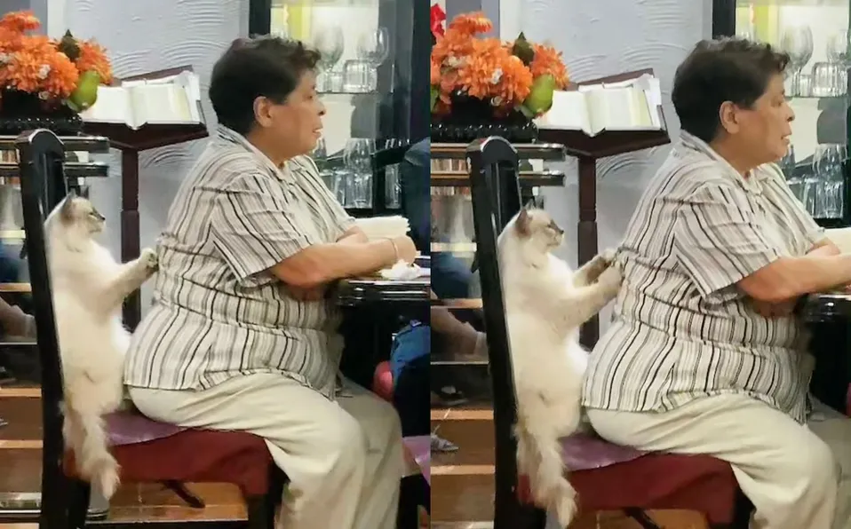 Graban a gatito dando masaje a abuelita