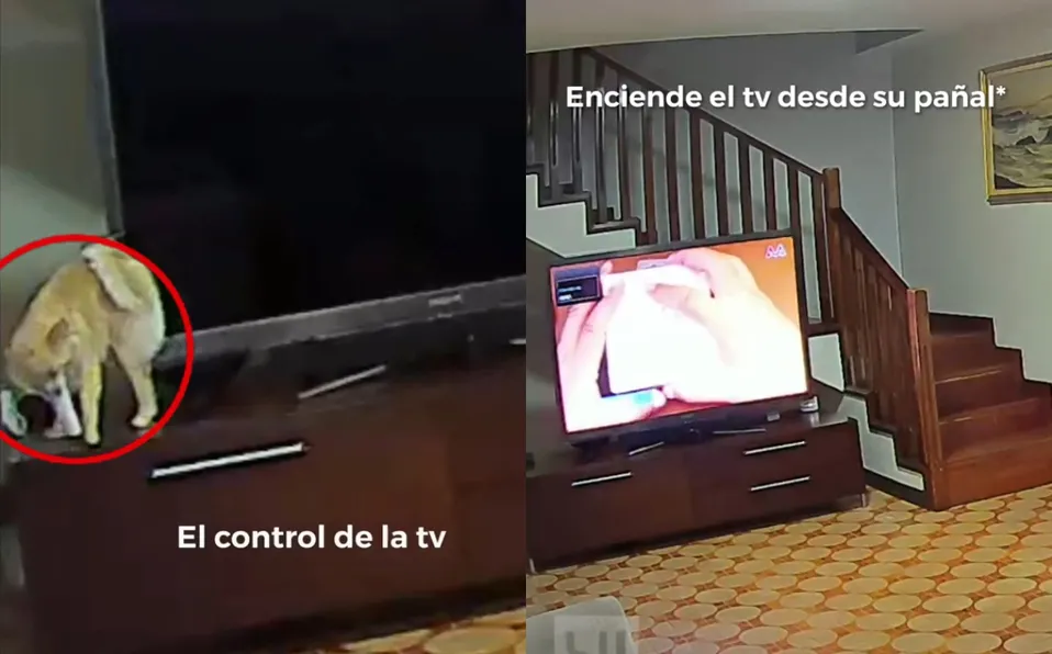 Atrapan a perrita encendiendo la televisión y despertando a toda la familia.