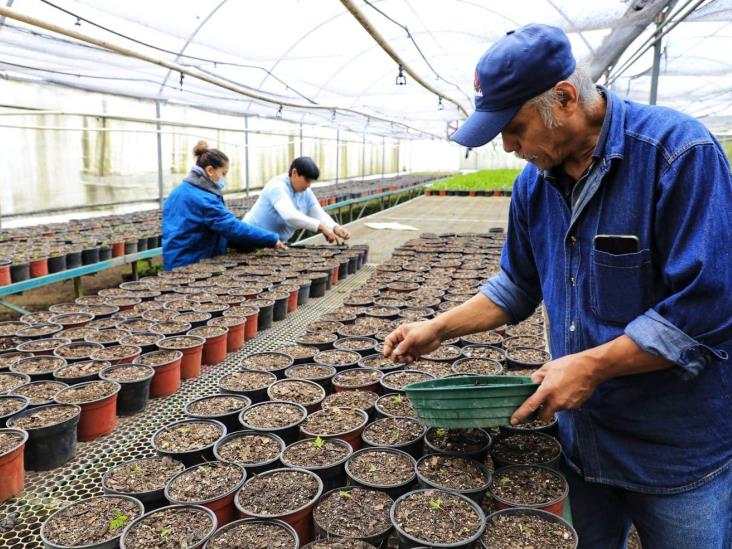 Preparan producción de plantas de ornato para celebración del Día de Muertos