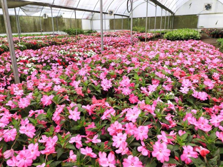 Preparan producción de plantas de ornato para celebración del Día de Muertos