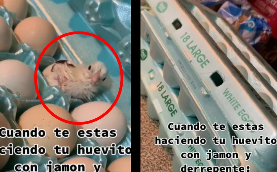 Salió un pollito de su reja de huevos