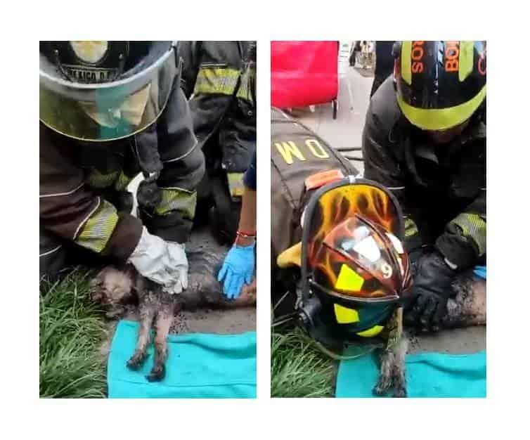 Bomberos de CDMX salvan la vida a lomito (+Video)