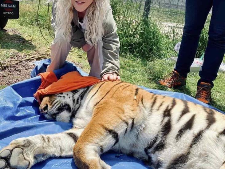 AZCARM rescata a más felinos de Black Jaguar White Tiger