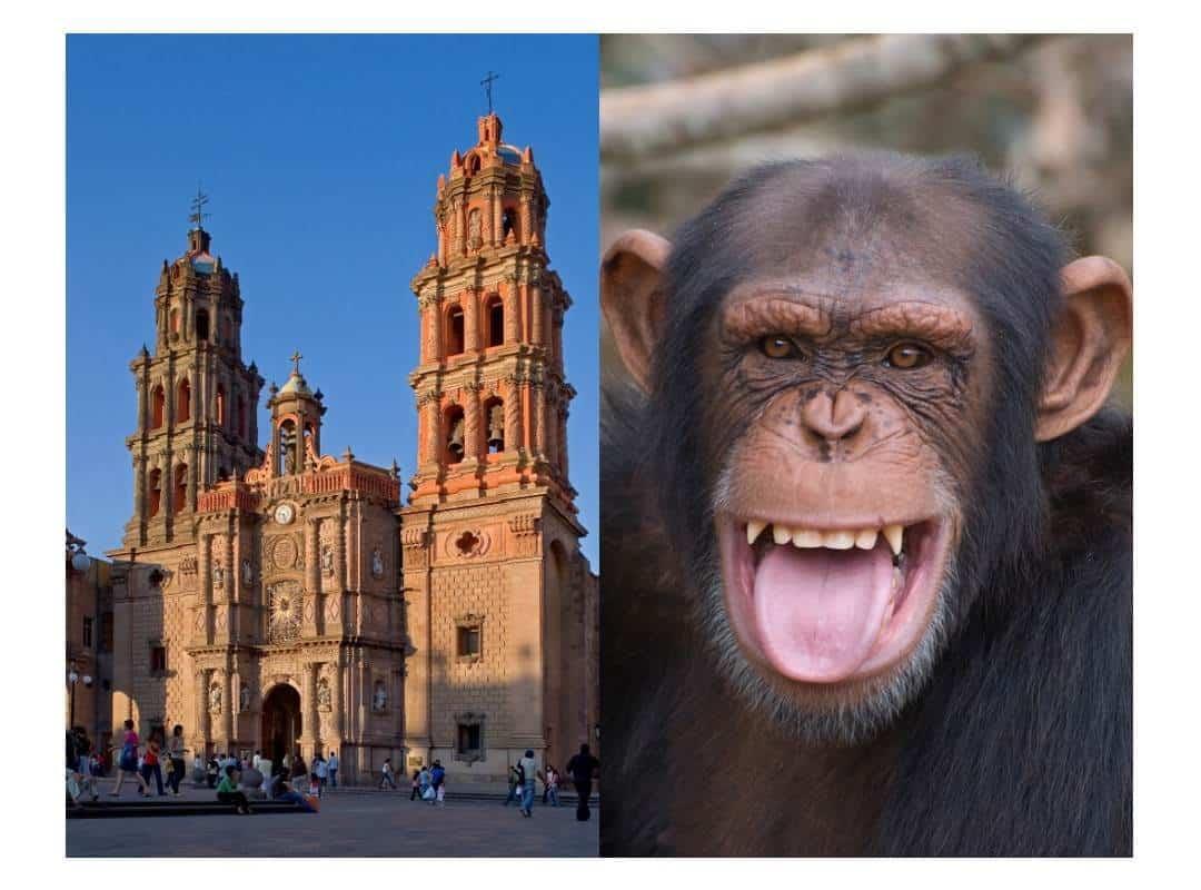 Confirman primer caso de viruela del mono en San Luis Potosí