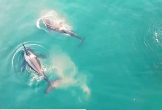 Orcas cazan a tiburón blanco, el primer caso documentado