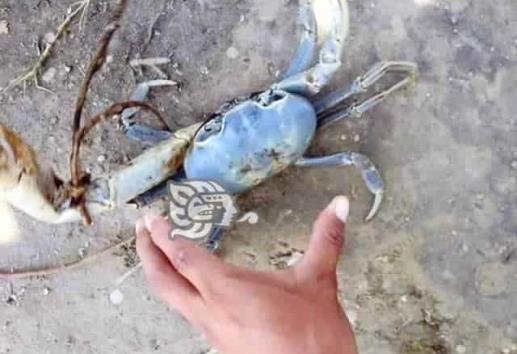 En Cazones, capacitan a agentes y subagentes en cuidado del cangrejo azul