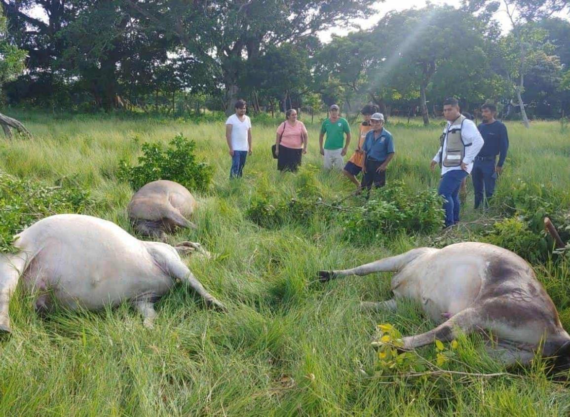 Rayo mató a tres reses en rancho de Agua Dulce