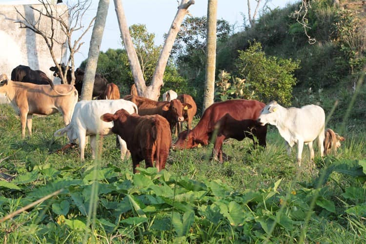 Rayo mató a tres reses en rancho de Agua Dulce