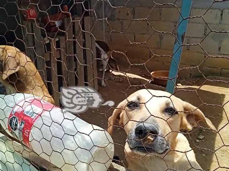 (+Video) Rescata a perros callejeros para cumplir promesa a su mascota