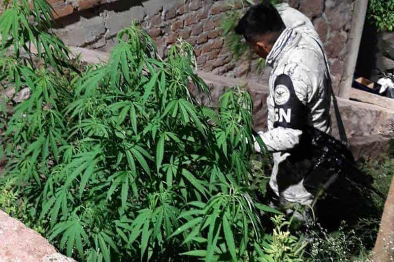 Guardia Nacional detecta plantas de marihuana en jardinera pública en Jalisco