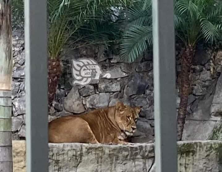 ‘Celosa’ madre no ha permitido acercarse a león nacido en UMA Orizaba