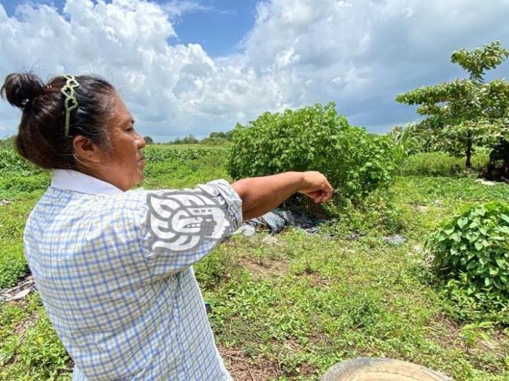 (+Video) Quieren despojarla de terreno por el que pagó $30 mil en Cosoleacaque