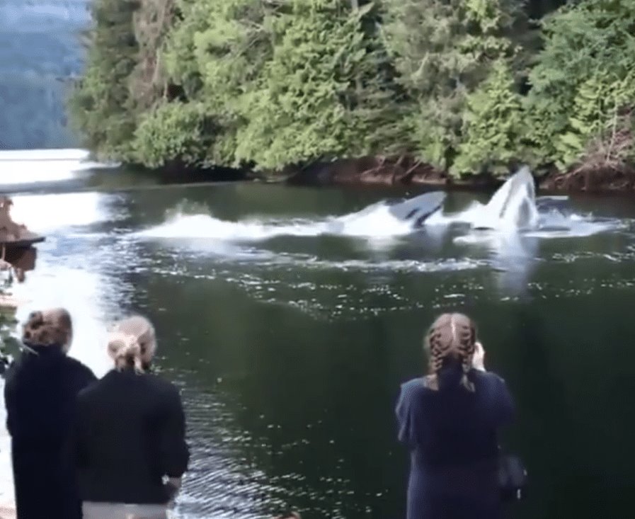 Ballenas sorprende a familia de Canadá (+Video)