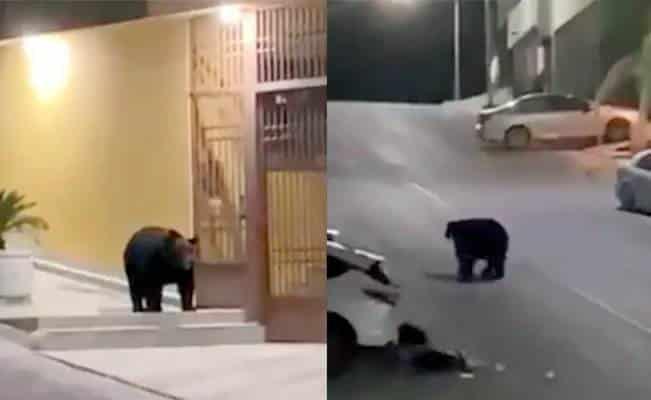 Captan a oso buscando comida entre botes de basura en fraccionamiento de NL(+video)