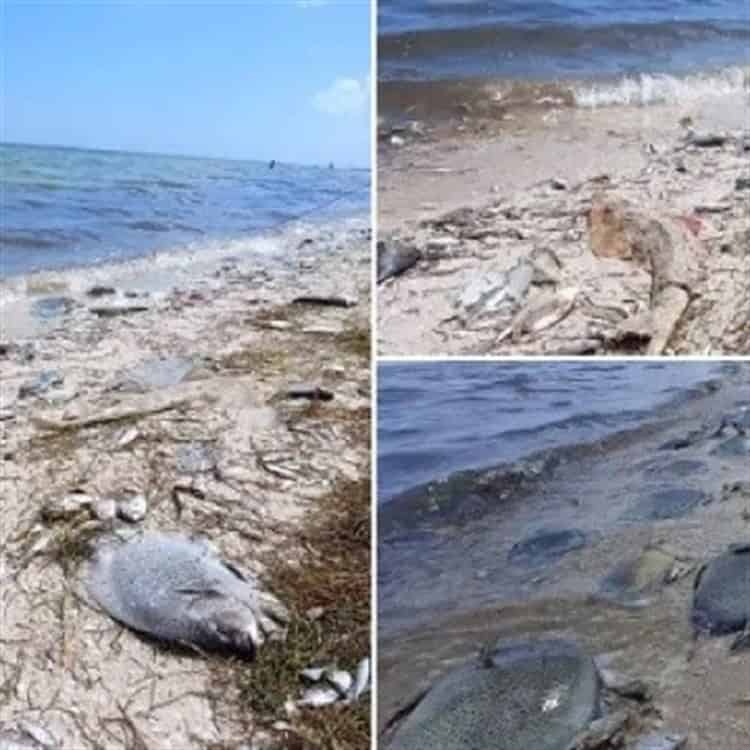 Alertan a bañistas en Progreso, Yucatán por ataque de mantarrayas en zona de playas