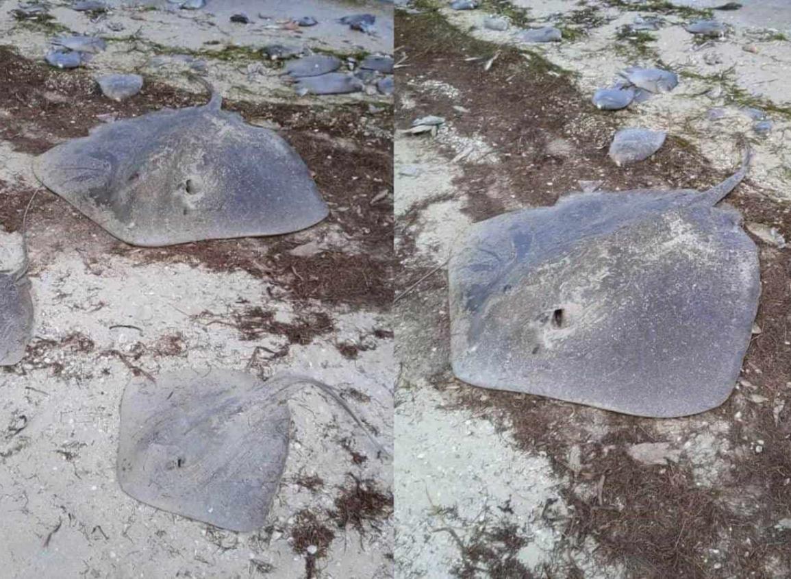 Alertan a bañistas en Progreso, Yucatán por ataque de mantarrayas en zona de playas