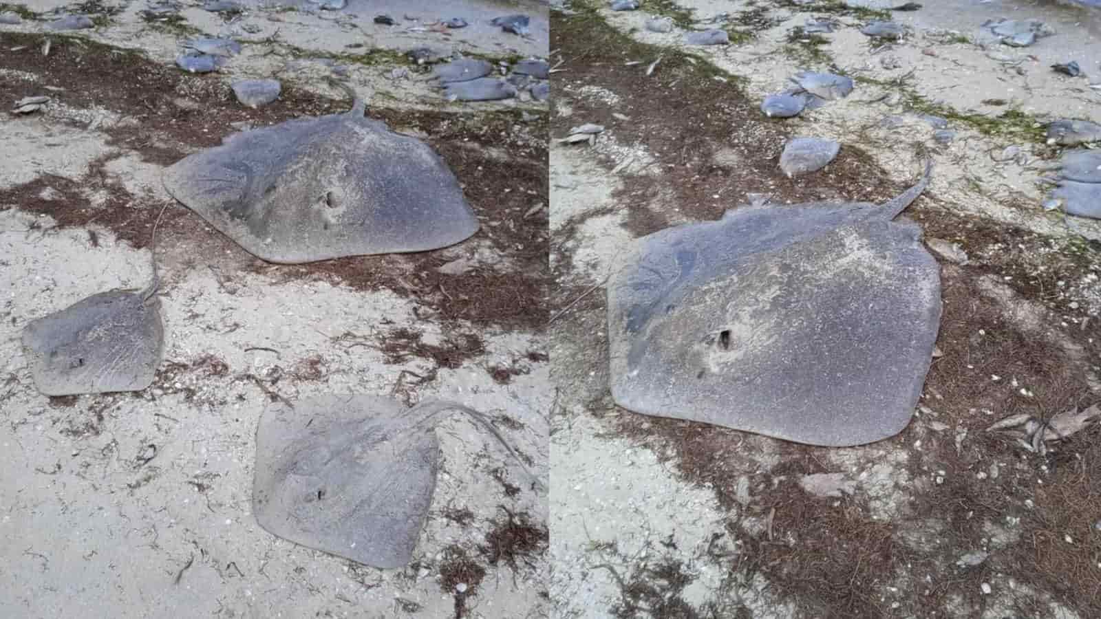 Alertan a bañistas en Progreso, Yucatán por ataque de mantarrayas en zona de playas