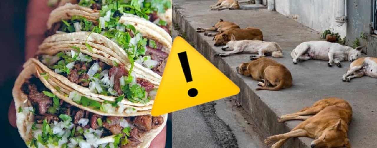 ¿Cómo saber si estás comiendo taquitos de perro?