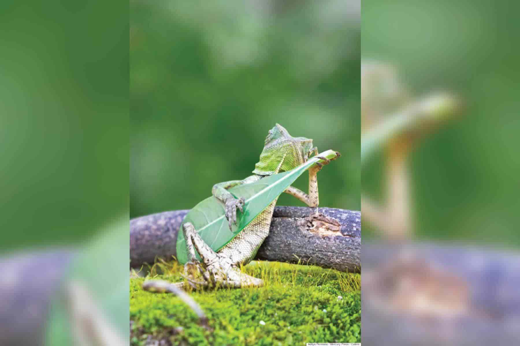 Día Mundial del Lagarto, ¿cuándo y por qué se celebra?